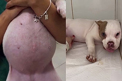 “Ela quase explodiu”: Tutora leva cachorrinha desesperada à clínica após barriga crescer do nada