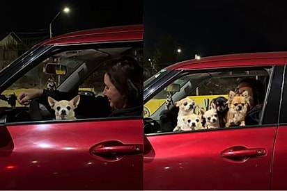 Cachorros surgiam a cada segundo