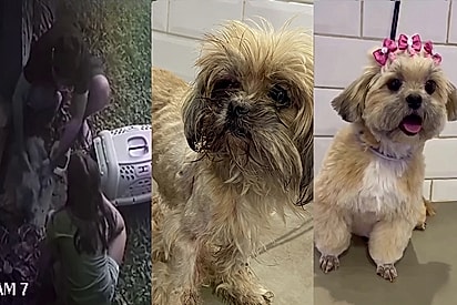 “Não foi um resgate, foi um presente”: Há 3 anos, cadela escolhia um portão e mudava uma família para sempre