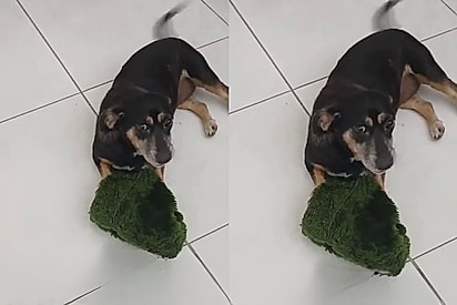 Cheiro de antiga dona despertou a saudade de duas cadelinhas