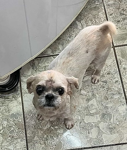 A cachorrinha hoje se diverte após ser adotada