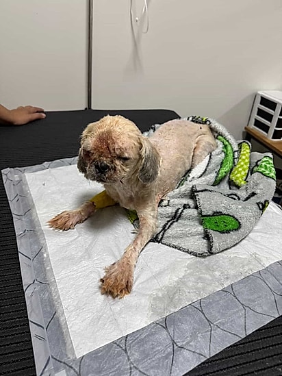 Bela passou por diversos cuidados e tratamentos até se recuperar