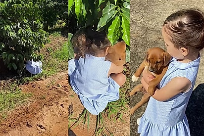 Achei ele, o melhor do mundo: Menina desaparece na fazenda e mãe a encontra embaixo de árvore salvando filhote