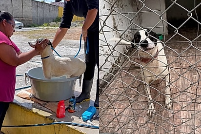 ‘Última do grupo’: cachorrinha resgatada das ruas aguarda interessados em adoção após partida de aumigos