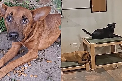 “Não construíram camas, construíram finais felizes”: Casal cria quarto dos sonhos para cães resgatados