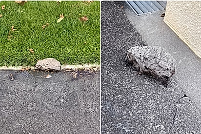 Mulher vê “pedra” se movendo na calçada, percebe que era um bichinho precisando de ajuda e decide salvá-lo.