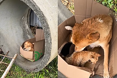 Mesmo sem nada mamãe vira-lata ainda acolhe gatinho junto de seus filhotes e atitude emociona