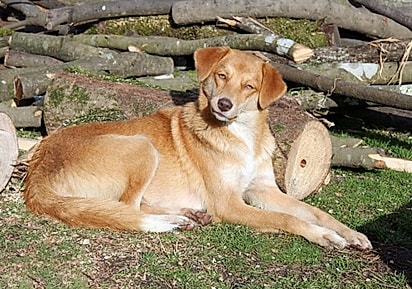 Ryzhulka, a mãe dos filhotes. 