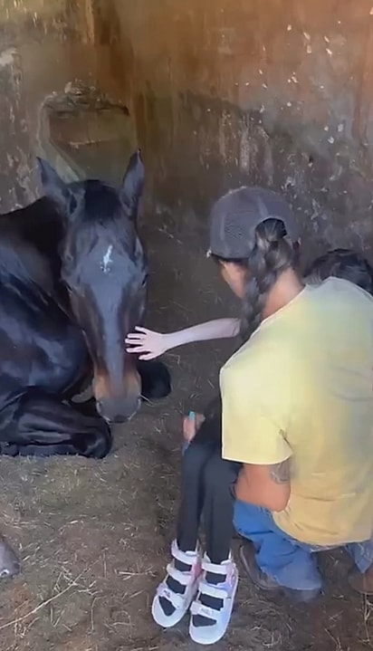 A garotinha foi recebida com calma pelo cavalo mais difícil do haras. 