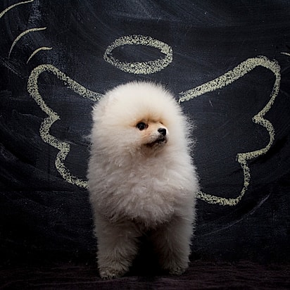 Koda foi um cachorrinho muito amado por seu tutor.