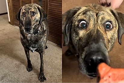 “Ela é muito feliz e não é IA”: Cachorrinha com aparência única intriga internautas e encanta a web.