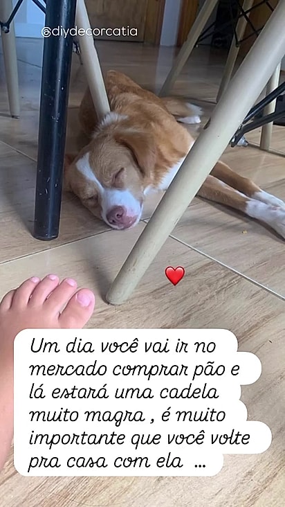 A cadela se adaptou bem ao novo lar.
