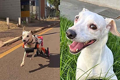 Após tanto tempo no abrigo, cadelinha ganha cadeirinha personalizada e corre feliz à espera de adoção