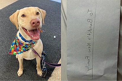 Ao adotar vira-lata, mulher recebe carta dos antigos tutores e descobre história que parte o coração.