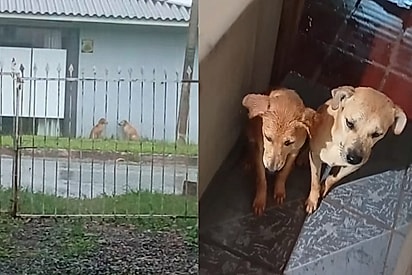 Dois caramelos passavam frio, encolhidos na chuva, até que um assovio mudou tudo