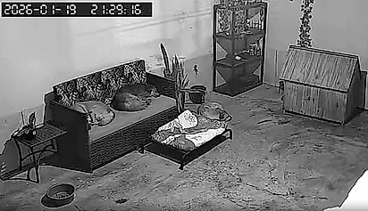 Naquela noite, ela ofereceu abrigo aos cães.