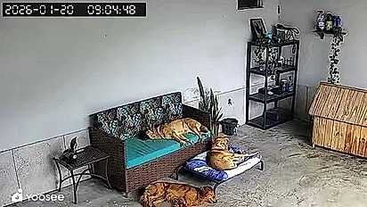 Na manhã seguinte, os cães ainda dormiam.