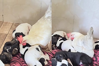 Rede de apoio é tudo: Cadela encontra a babá perfeita para cuidar dos filhotes quando ela sai e cena viraliza