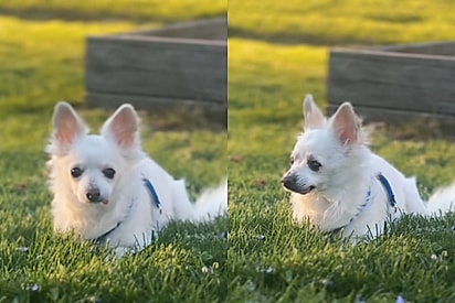 Dono leva cachorro saudável para ser eutanasiado e motivo causa indignação geral