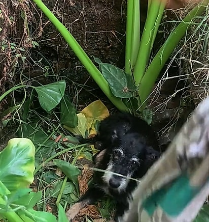 Karla encontrou o cãozinho dentro de uma vala, com o olhar triste e como se pedisse ajuda.