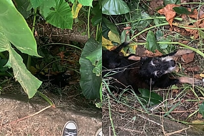 Jovem sai para visitar a mãe e ouve barulho vindo de vala — eis que encontra um par de olhos tristes.