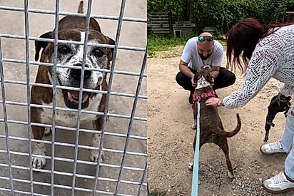 Cachorrinha de 11 anos que passou a vida em abrigo finalmente ganha família: “Um final feliz”.