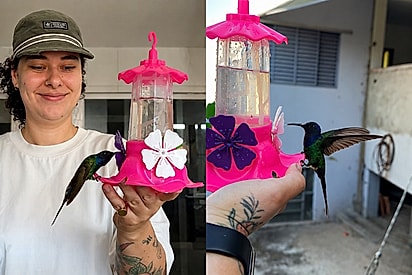 Beija-flor visita tatuadora todos os dias e ela se emociona: “Que presente, que presença”.