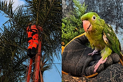“Parecia agradecer”: Maritaca presa em linha de pipa é salva por bombeiros e gesto antes de voar comove.