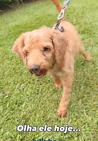 Caramelinho está em busca de uma família para amá-lo e cuidá-lo.
