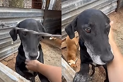 Cachorrinho fica desolado após ser devolvido a abrigo por não aprender a subir escadas e caso comove