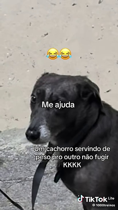 O cão parece acostumado com a tarefa.