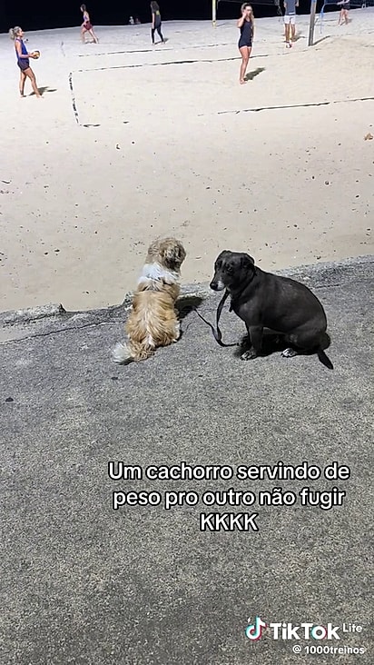 O shih-tzu precisa obedecer e permanecer com o cão.