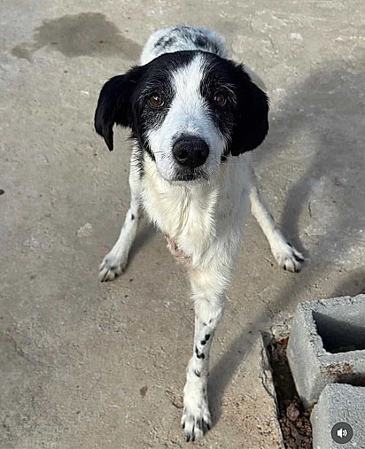 Bastião antes de ser adotado