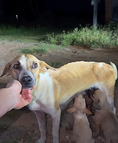 Mesmo diante das dificuldades, a cadela seguia cuidando dos bebês.