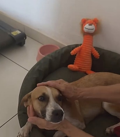 A cachorrinha foi adotada. 