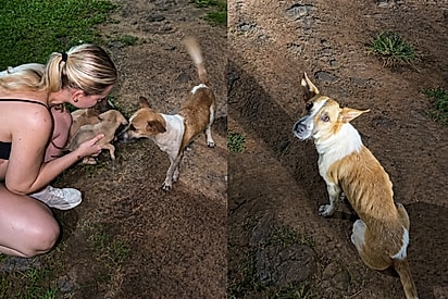 “Obrigado por levar meus bebês”: Cachorrinha agradece moça que acolheu seus filhotes, sem saber que seu destino também mudaria
