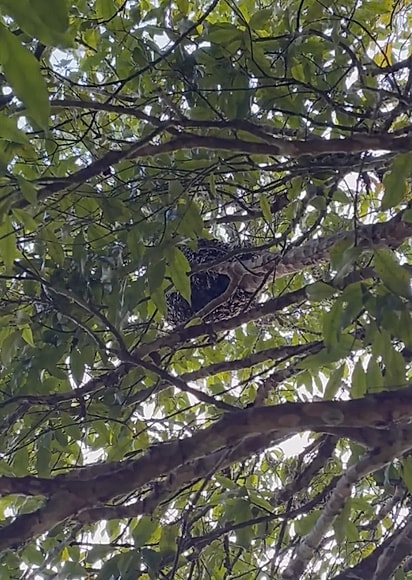 O grupo foi encontrado em um pé de jabuticaba.