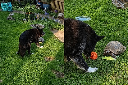 “Lar de idosos”: Border collie de 16 anos tenta convencer tartaruga de 60 a brincar de bolinha e dupla viraliza.
