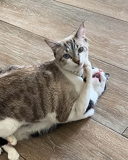 Pérola e o seu irmão felino.