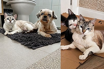 Após perder melhor amigo cachorro, gatinha volta a sorrir ao ganhar novo irmão felino.