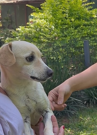 O cachorro tinha muito medo.