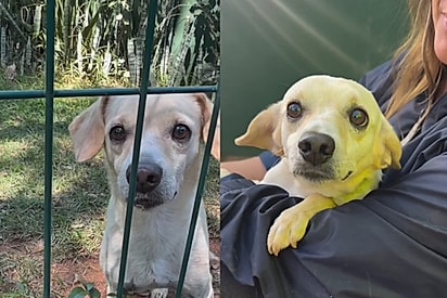 “Escolha para mim quem mais precisa”: Adotante não se importa com aparência e muda vida de cãozinho invisível