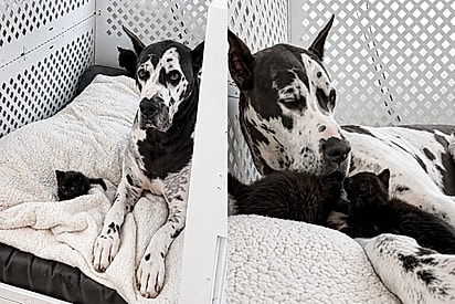 Apesar da cara de mau, dogue alemão mostra seu coração gigante após adotar dois filhotes de gato órfaos.