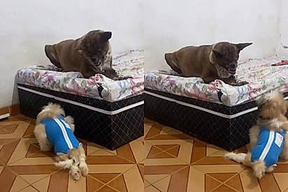 Cachorrinha que venceu grave problema encontra felicidade com irmãozinho, mas aparência gera comentários cruéis