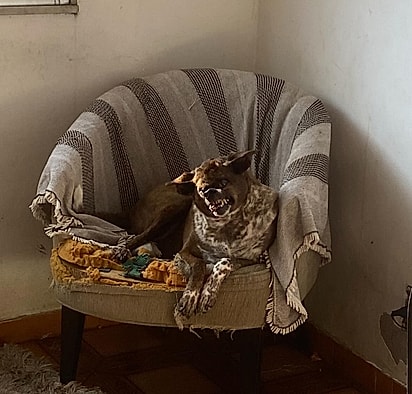 Marielle tem cerca de 7 anos.