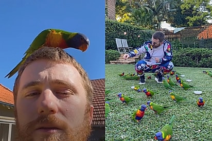“Ele trouxe a família inteira”: Papagaio selvagem faz amizade com homem e aparece com 30 parentes no quintal