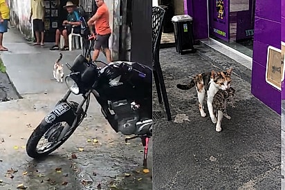 “Fomos escolhidos”: Gatinha tricolor leva filhotes um por um até família que a alimentava na rua.