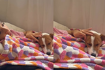 “Sky virou o lugar seguro dela”: Cachorrinha percebe exatamente do que menina com deficiência precisava e emociona a web