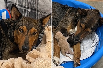 Sofrendo após perda dos seus filhotes, cachorrinha supera o luto ao adotar gatinhos órfaos de abrigo.