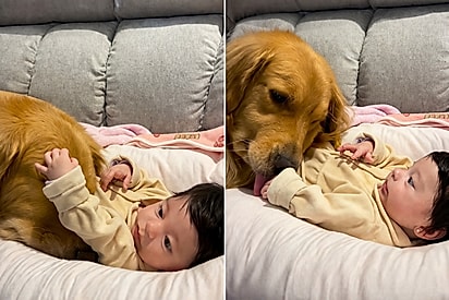 Mãe estranha silêncio na sala e encontra golden retriever vivendo momento fofo com bebê.